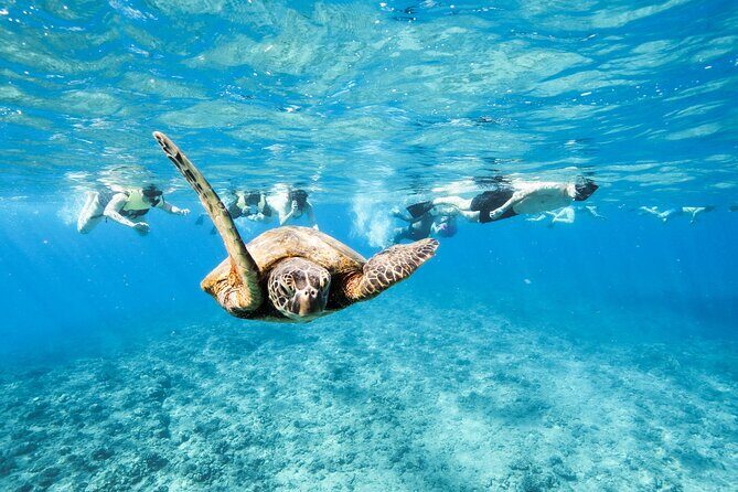Hawaii Snorkeling with Turtles Boat Tour in Waikiki - The Scenic Catamaran Ride