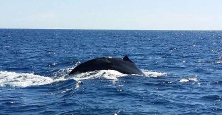 Hawaii: Waikoloa Whale Watch - The Itinerary Breakdown