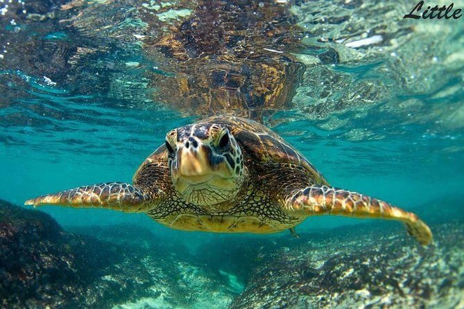 Hawaiian Outrigger Canoe Cultural and Turtle Tour - Frequently Asked Questions
