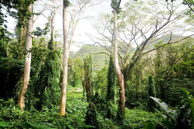 Hawaiian Waterfall Hike - What You Can Expect from the Hawaiian Waterfall Hike
