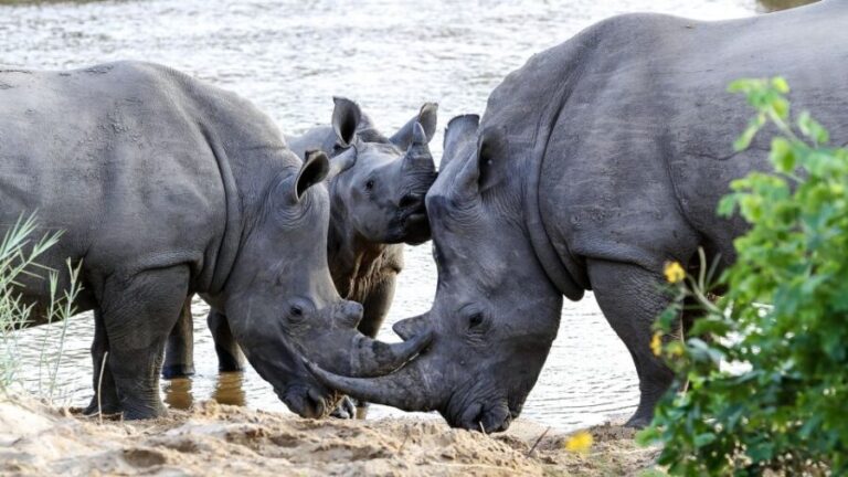 Hazyview: Private Full-Day Guided Kruger Safari - What’s Included and What’s Not