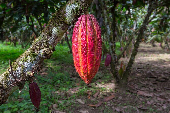 Healing Cacao Ceremony in Palm Springs - What to Expect During the Two-Hour Experience