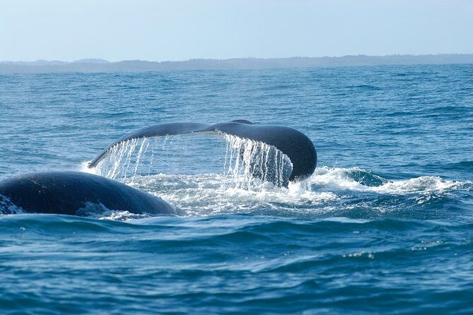 Hemel en Aarde Whale Coast + Wine Day Tour with Private Transfer - Why This Tour Works