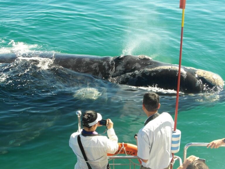 Hermanus: Whale and Dolphin Watching Boat Trip - The Sum Up