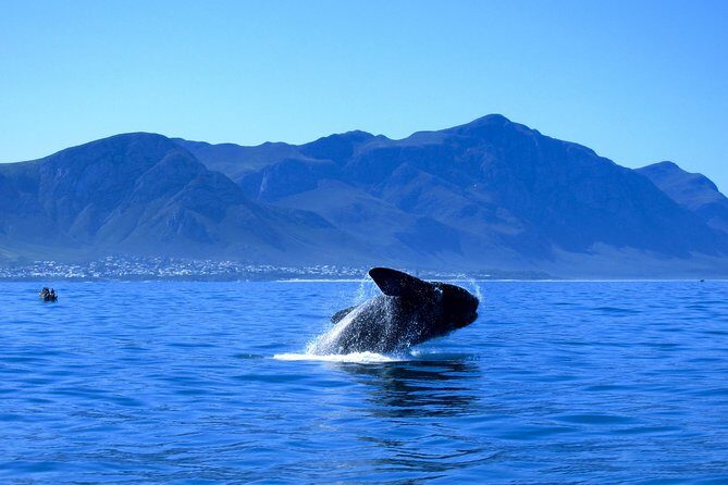 Hermanus Whale Coast Wine Tour (Cape To Grape Wine Tours) - Final Thoughts: Is This Tour Right for You?