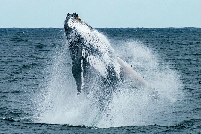 Hermanus Whale Watching and Wine Tasting - Key Points