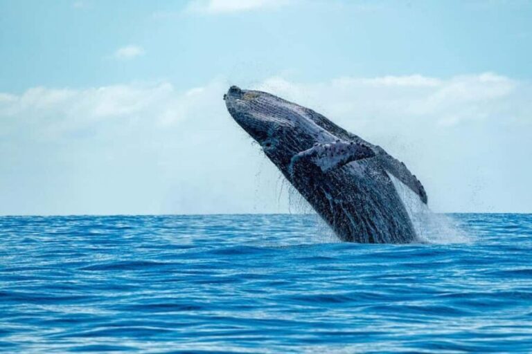 Hermanus Whale Watching Full day Shared Tour,From Cape Town - Evaluating the Tour’s Value
