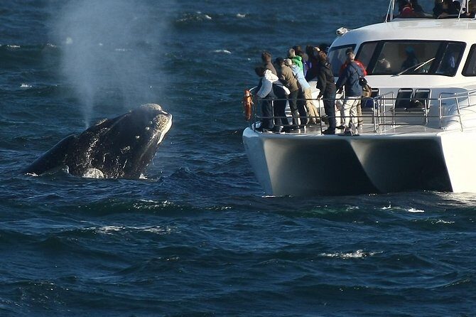 Hermanus Whale Watching Shared Boat Trip and Private Wine Tour from Cape Town - FAQ (Frequently Asked Questions)