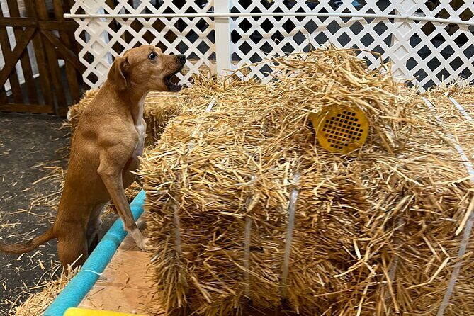 Hide & Seek Skills for Dogs at the Hay filled New York City Barn - Who is This Tour Best For?