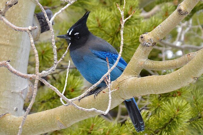 High Country Birding Hike and Hot Spring Soak from Denver - Analyzing the Value