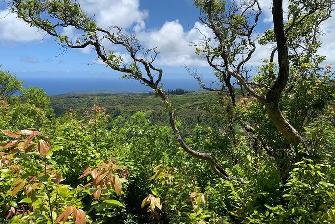Hike Honolua Ridgeline - An In-Depth Look at the Maui Honolua Ridgeline Hike