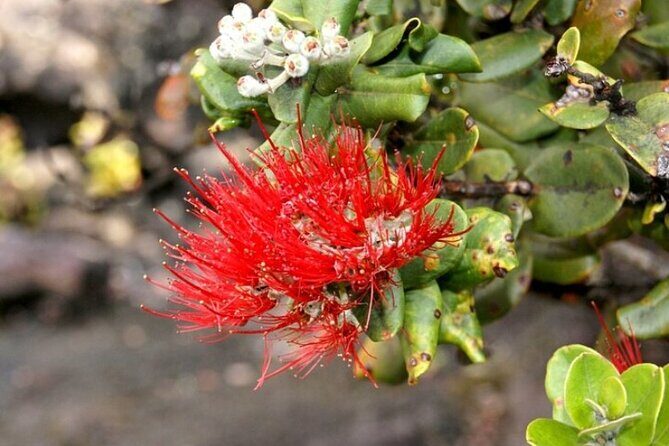 Hilo and Volcano National Park Tour for Cruise Passengers at port - What Past Travelers Say