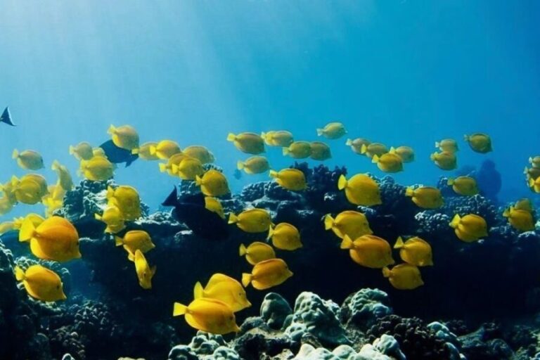 Hilo: Sea Turtle Lagoon and Black Sand Beach Snorkel - Snorkeling Spots and What to Expect