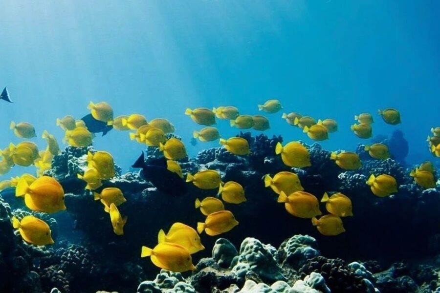 Hilo: Sea Turtle Lagoon and Black Sand Beach Snorkel - Snorkeling Spots and What to Expect