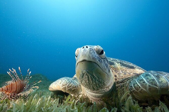 Hilo's Remote Tropical Reef 2 Tank Boat Dive - Practical Tips for Your Dive