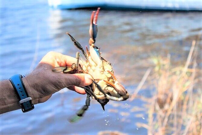 Hilton Head Crabbing Expedition Boat Cruise - Final Thoughts: Is It Worth It?