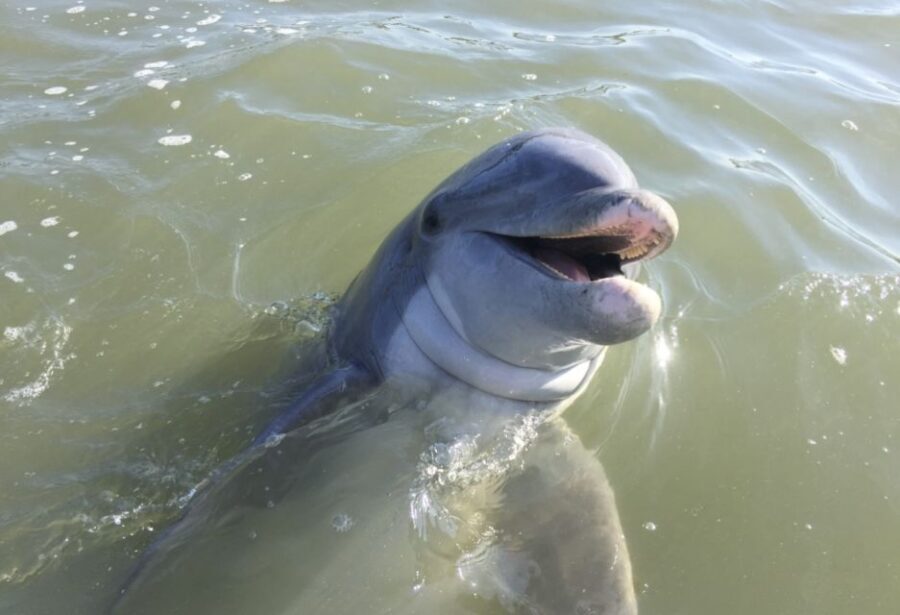 Hilton Head Island: Daytime Dolphin Watching Boat Tour - Why the Value Is Impressive