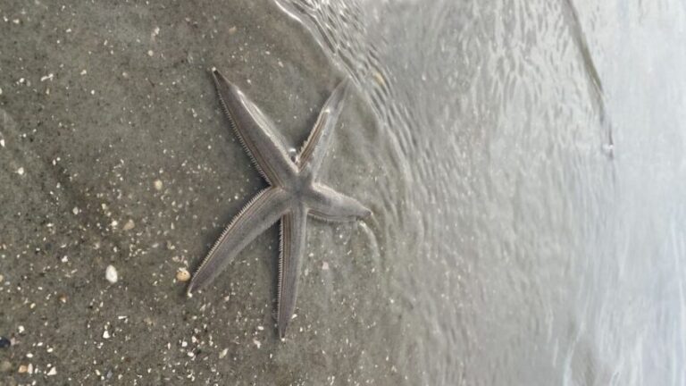 Hilton Head Island: Disappearing Island and Dolphin Tour - Why This Tour Offers Great Value