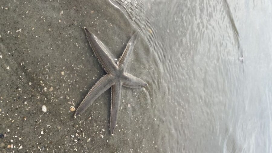 Hilton Head Island: Disappearing Island and Dolphin Tour - Why This Tour Offers Great Value