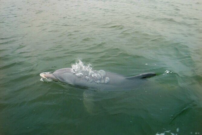 Hilton Head Island Dolphin Boat Cruise - Authentic Encounters from Travelers