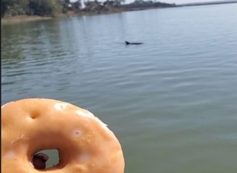 Hilton Head Island: Dolphin Watching Cruise with Donuts - What the Itinerary Looks Like