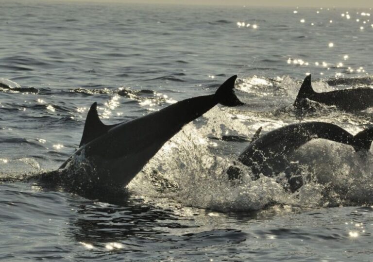 Hilton Head Island: Ocean Dolphin Cruise - What Makes This Tour Stand Out?