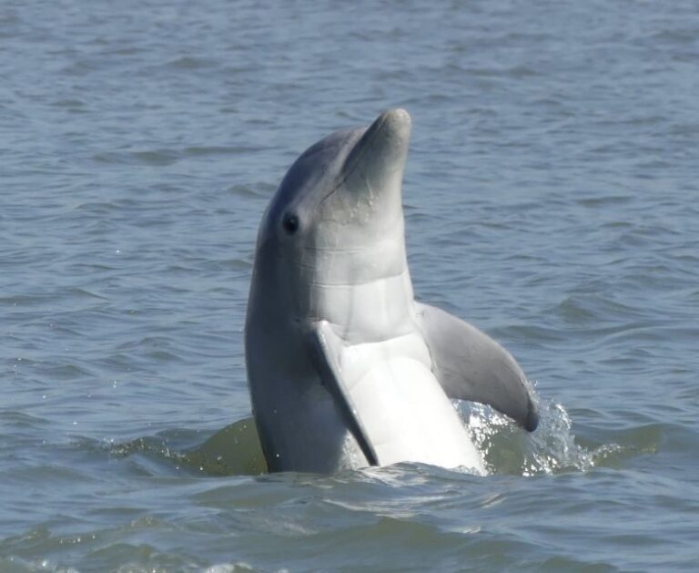 Hilton Head Island: Private Dolphin and Nature Tour - Why This Tour Offers Great Value
