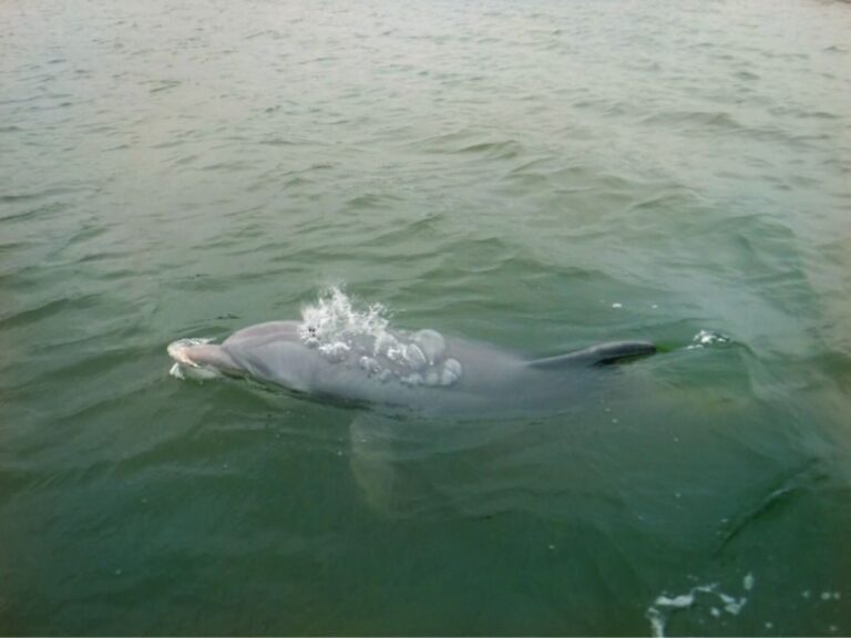 Hilton Head Island: Private Dolphin Watching Boat Tour - Why This Tour Is Worth Considering