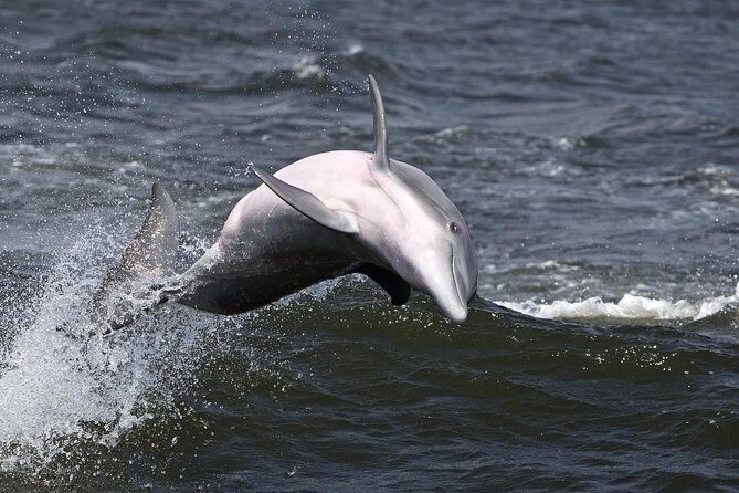 Hilton Head Sunset Dolphin Watching Cruise - Who Will Love This Tour?