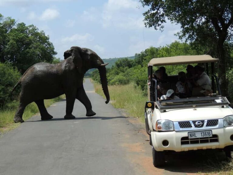 Hluhluwe-iMfolozi Park - Open Safari Vehicle Game Drives - Who Should Consider This Safari?