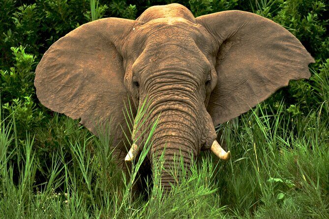 Hluhluwe Safari & Emdoneni Wild Cat Project Day Tour from Durban - What Travelers Say