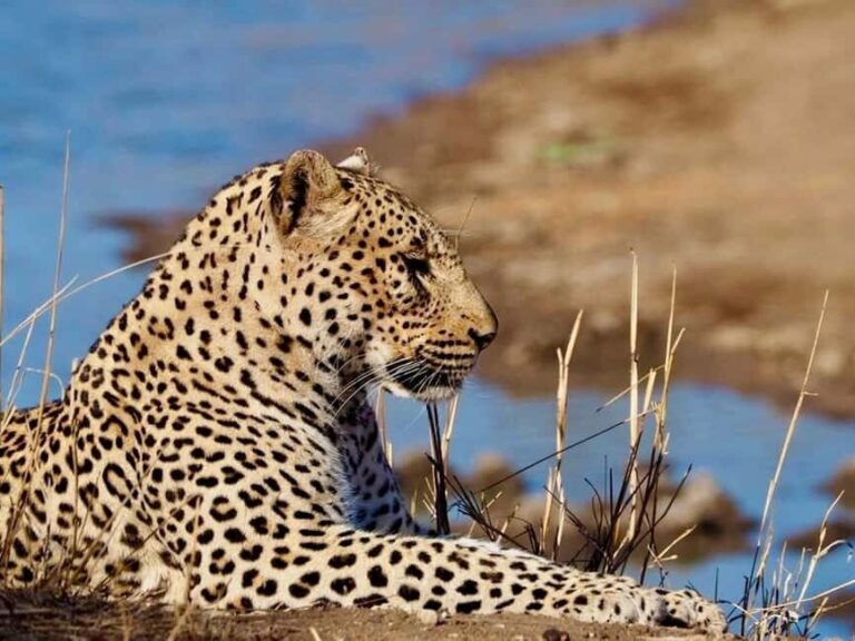 Hoedspruit: Evening Safari In Greater Kruger Private Reserve - What the Reviews Say