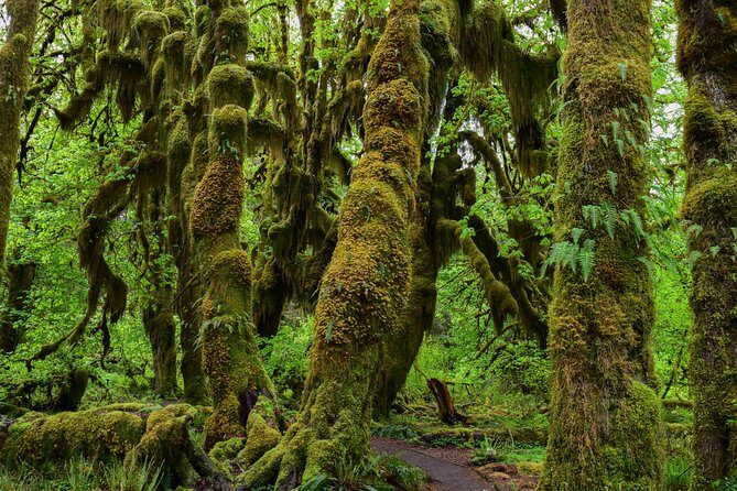 Hoh Rain Forest and Rialto Beach Guided Tour in Olympic National Park - FAQs