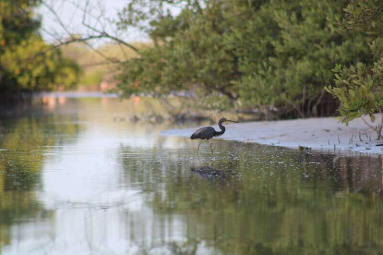 Holbox: Guided Sunrise/Sunset Kayak Tour by Mangrove Reserve - Exploring the Itinerary