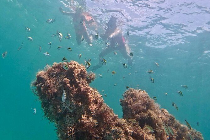 Hollywood Snorkel, Kayak & Paddleboard with Reefs and Sculptures - Who Will Love This Tour?