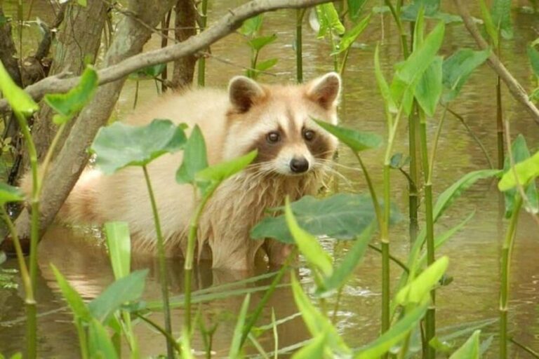 Honey Island Swamp and Bayou Boat Tour with Transportation - Itinerary Breakdown