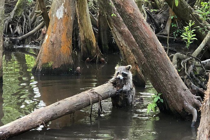 Honey Island Swamp Boat Tour with Transportation from New Orleans - How Does It Offer Value?
