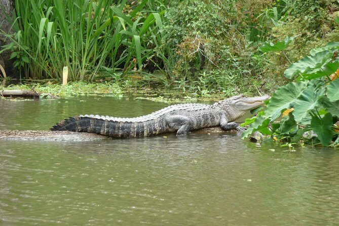 Honey Island Swamp Boat Tour - FAQ