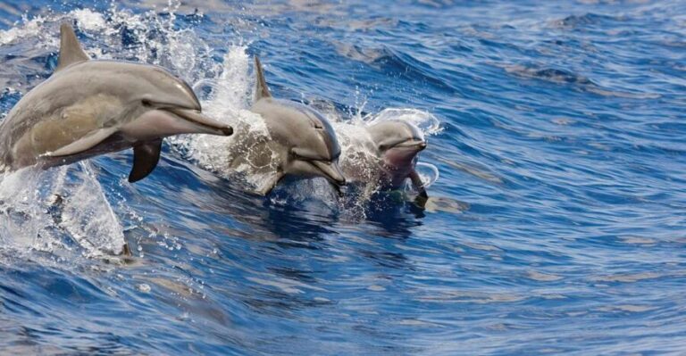 Honokohau: Kona Snorkel and Sail with Drinks and Snacks - The Highlights: Why This Tour Stands Out