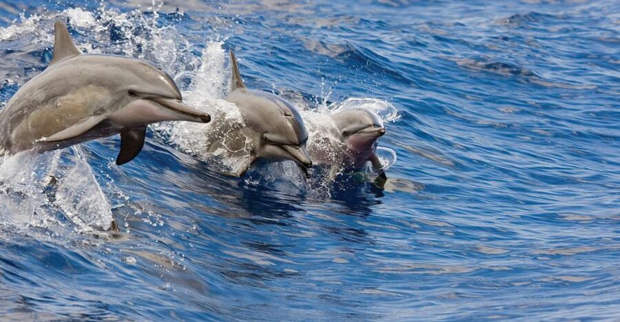 Honokohau: Kona Snorkel and Sail with Drinks and Snacks
