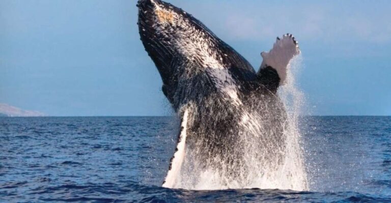Honokohau: Kona Whale Watching Catamaran Cruise - Who Will Love This Tour?