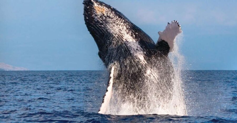 Honokohau: Kona Whale Watching Catamaran Cruise - Who Will Love This Tour?