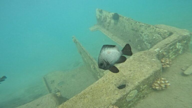 Honolulu: Beginner Scuba Diving Tour With Free Videos - Discovering Hawaii’s Marine Life in Magic Island Lagoon