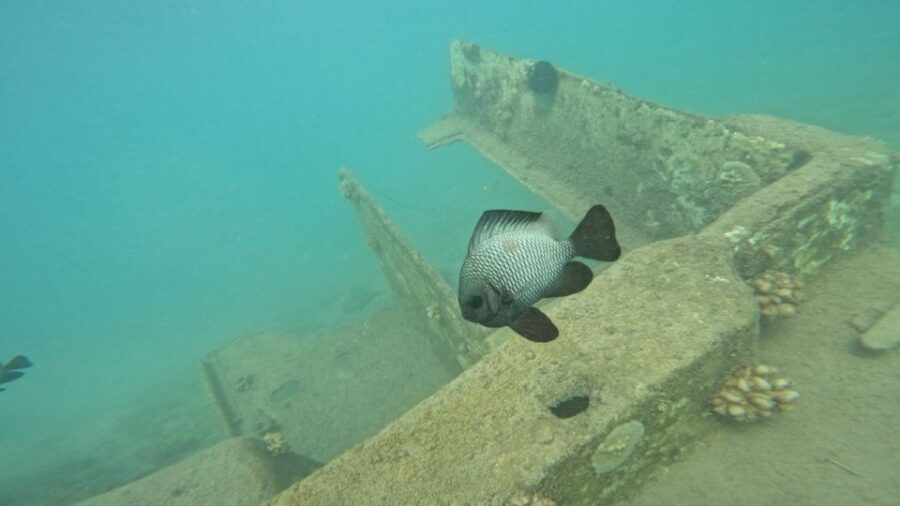 Honolulu: Beginner Scuba Diving Tour With Free Videos - Discovering Hawaii’s Marine Life in Magic Island Lagoon