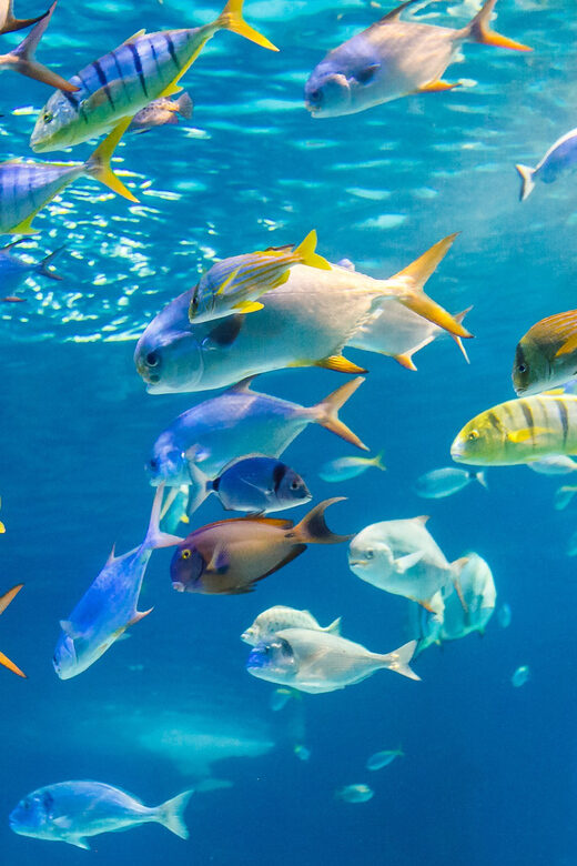 Honolulu: Glass Bottom Boat Tour along Oahu's South Shore - Who Should Consider This Tour?