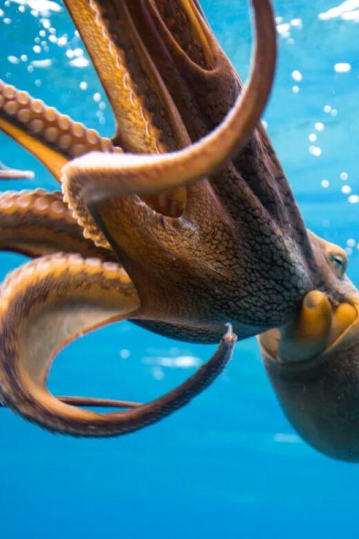 Honolulu: Scuba Diving for Certified Divers - Who Should Consider This Tour?