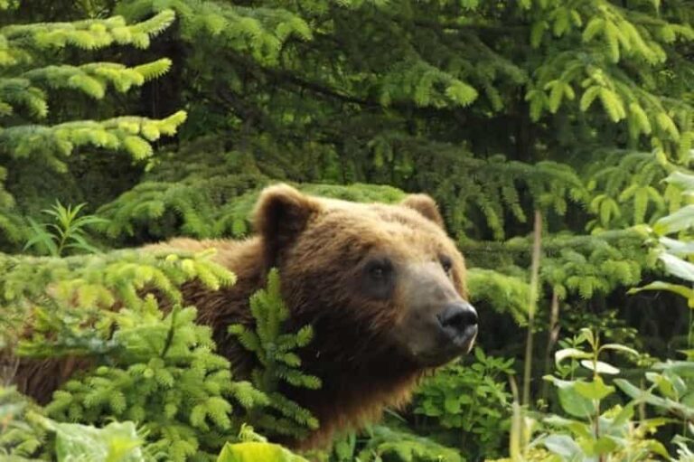 Hoonah: Chichagof Island Brown Bear Search - The Search for Bears
