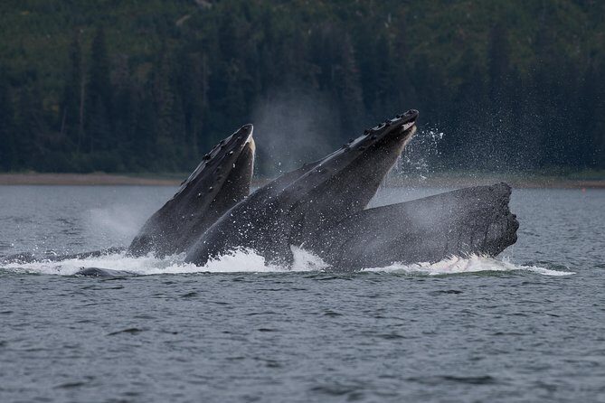 Hoonah Whale Tours - Why Choose Hoonah Whale Tours?