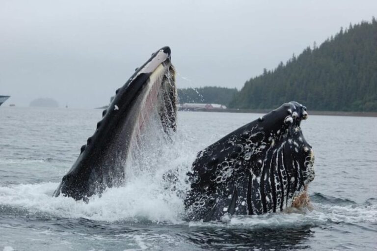 Hoonah: Whale Watching Cruise - Who Would Love This Tour?