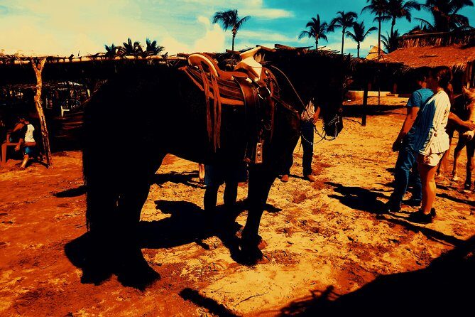 Horse Back Riding And Baby Turtle Camp Visit - The Value of This Tour